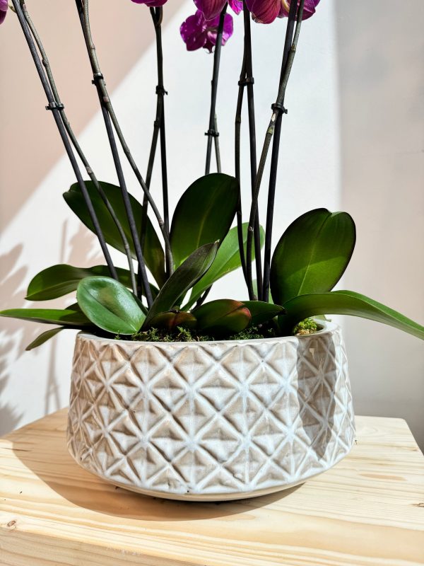 Purple Orchid Plant Bunch in White Ceramic - Image 3