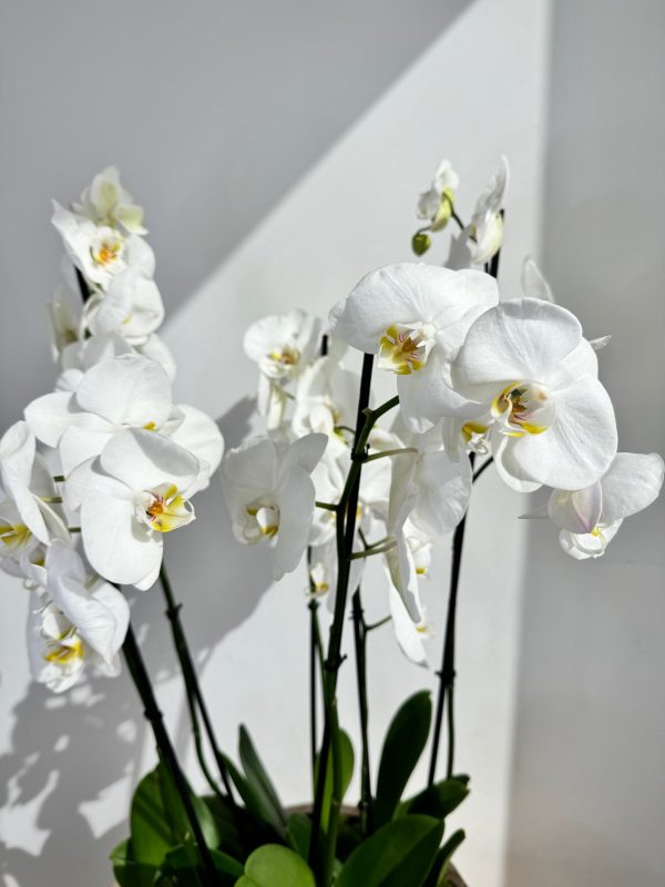 White Orchid Plant Bunch in Rose Gold Ceramic - Image 3