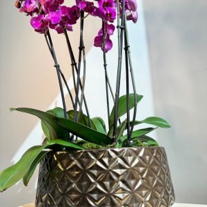 Purple Orchid Plant Bunch in Rose Gold Ceramic