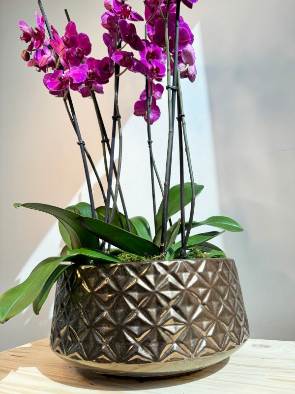 Purple Orchid Plant Bunch in Rose Gold Ceramic - Image 2