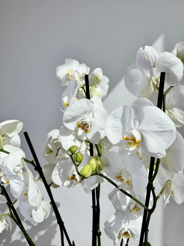 White Orchid Plant Bunch in Rose Gold Metal Pot - Image 3