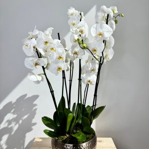 White Orchid Plant Bunch in Rose Gold Metal Pot