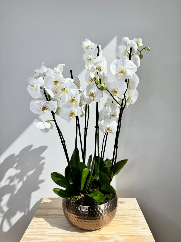 White Orchid Plant Bunch in Rose Gold Metal Pot