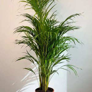 Areca Palm – Dypsis Lutescens – Indoor House Plant