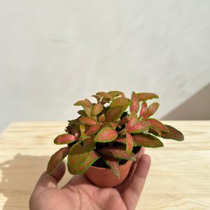 Fittonia Plant Red