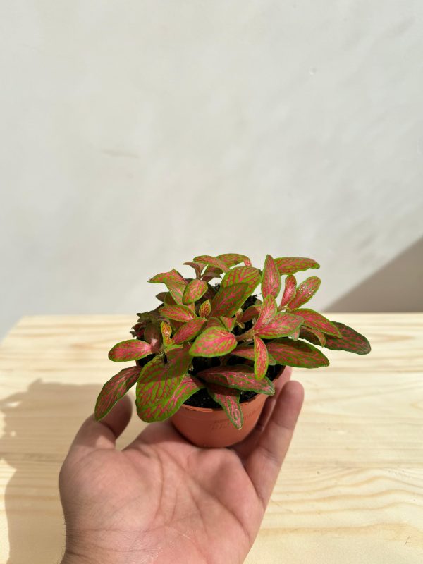 Fittonia Plant Red - Image 2