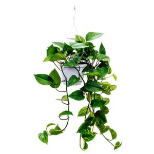 Golden Pothos Money Plant