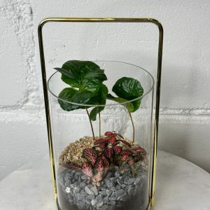 Terrarium – Caffeine Cascade (Golden Vase)