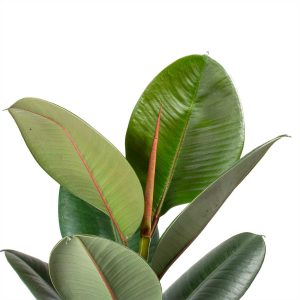 Ficus elastica Robusta – Rubber Plant