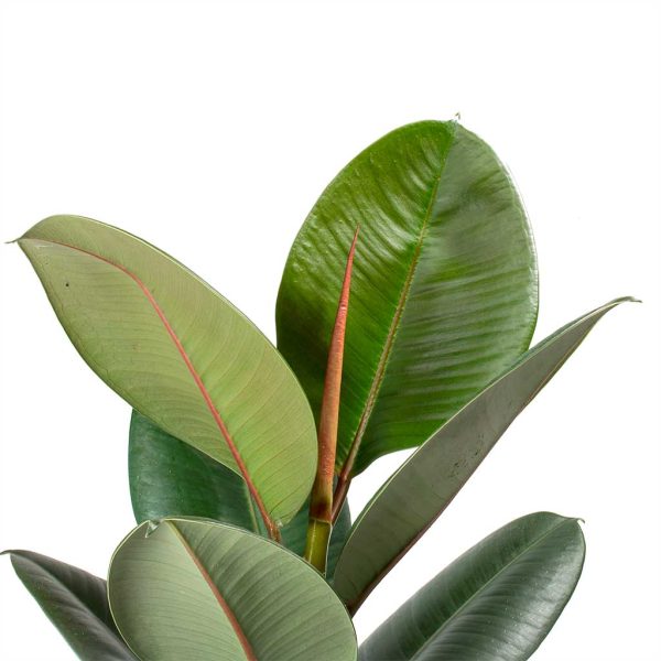 Ficus elastica Robusta - Rubber Plant - Image 2