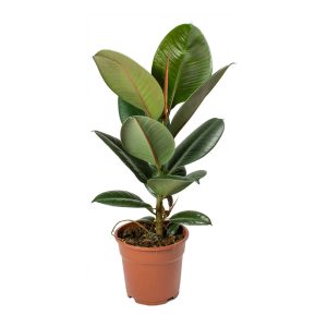 Ficus elastica Robusta – Rubber Plant