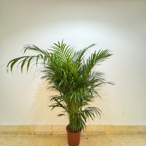 Areca Palm – Dypsis Lutescens – Indoor House Plant