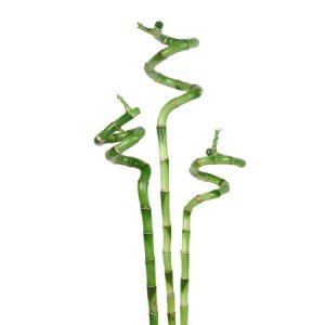 Spiral Lucky Bamboo Stick 90cm