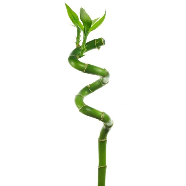 Spiral Lucky Bamboo Stick 90cm - Image 3