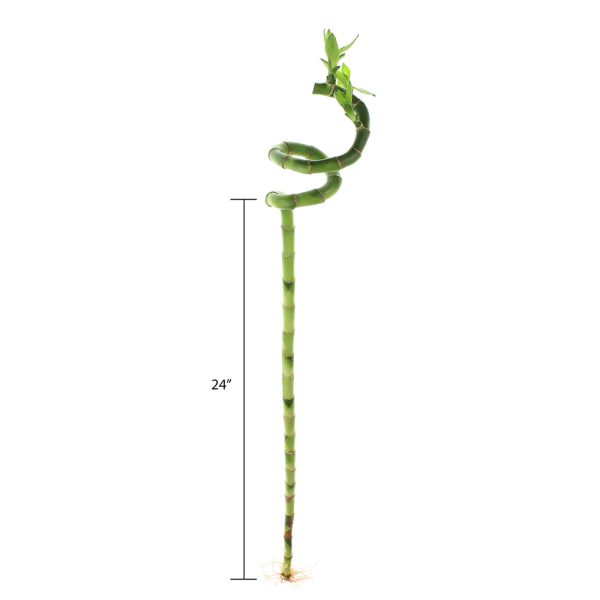 Spiral Lucky Bamboo Stick 90cm - Image 4