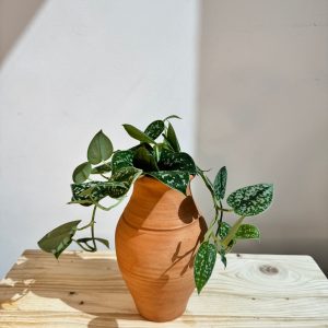 Silver Satin Pothos – With Clay Pot – Indoor House Plant