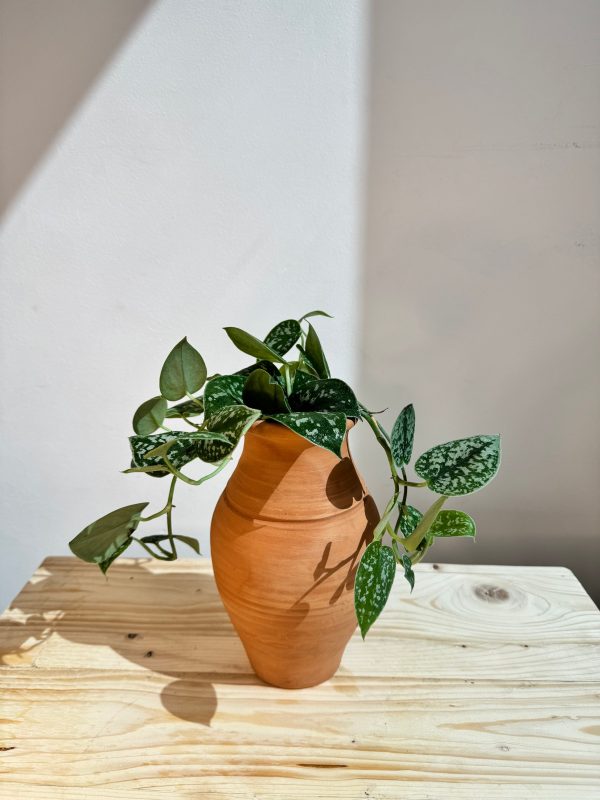 Silver Satin Pothos - With Clay Pot - Indoor House Plant