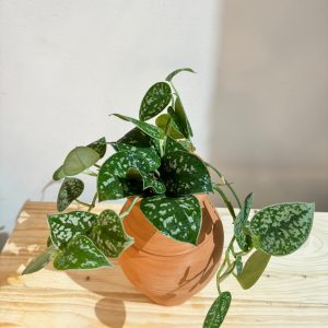 Silver Satin Pothos – With Clay Pot – Indoor House Plant