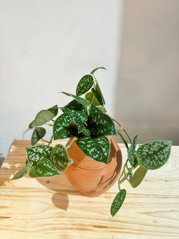 Silver Satin Pothos - With Clay Pot - Indoor House Plant - Image 2