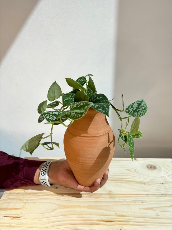 Silver Satin Pothos - With Clay Pot - Indoor House Plant - Image 3