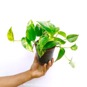 Money Plant – Epipremnum Aureum – Pothos – Indoor House Plant