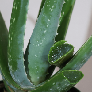 Aloe Vera Plant – Organic Plant