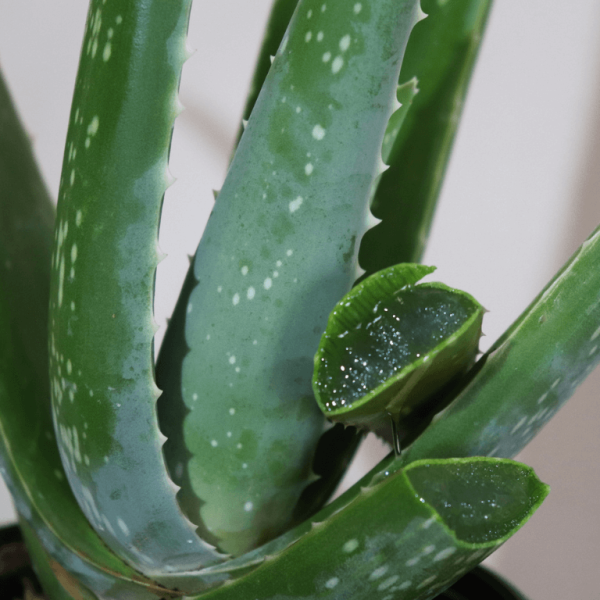 Aloe Vera Plant - Organic Plant - Image 2