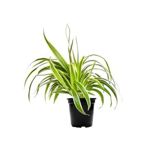 Chlorophytum – Spider Plant