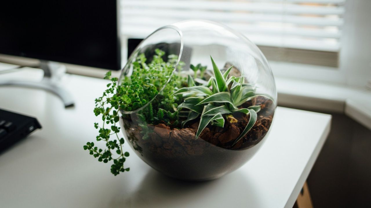 Terrariums & Gifts