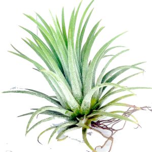 Tillandsia Ionantha Green – Air Plant