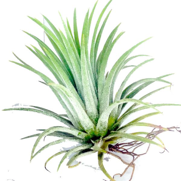 Tillandsia Ionantha Green - Air Plant - Image 2