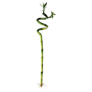 Spiral Lucky Bamboo Stick 90cm