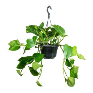 Golden Pothos Money Plant