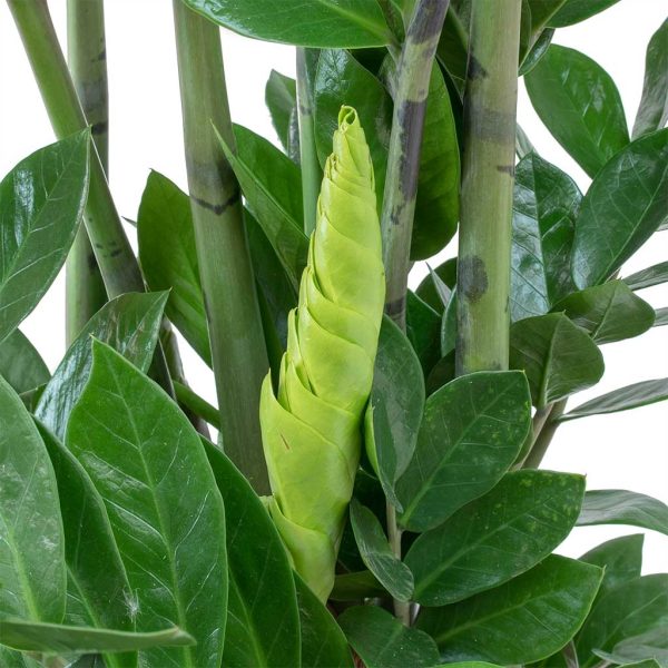 Zamioculcas Zamiifolia - ZZ Plant - Indoor House Plant - Image 2