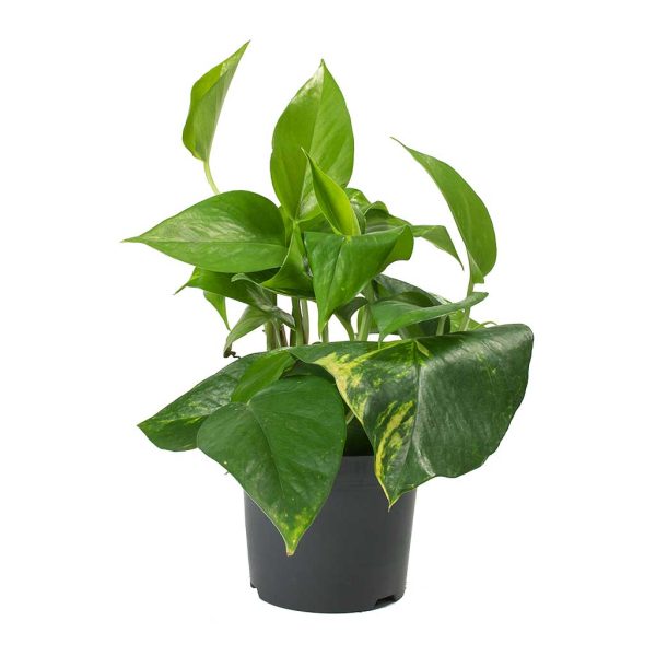 Money Plant - Epipremnum Aureum - Pothos - Indoor House Plant - Image 2