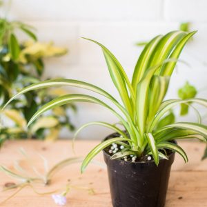 Spider Plant