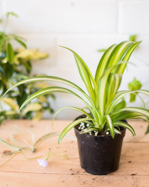 Spider Plant