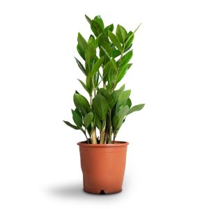 Zamioculcas Zamiifolia – ZZ Plant – Indoor House Plant