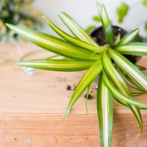 Spider Plant