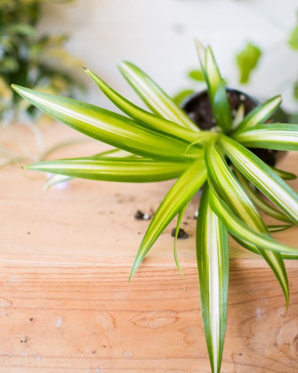 Spider Plant - Image 2