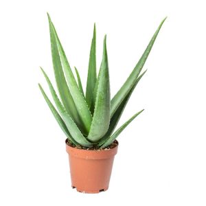 Aloe Vera Plant – Organic Plant