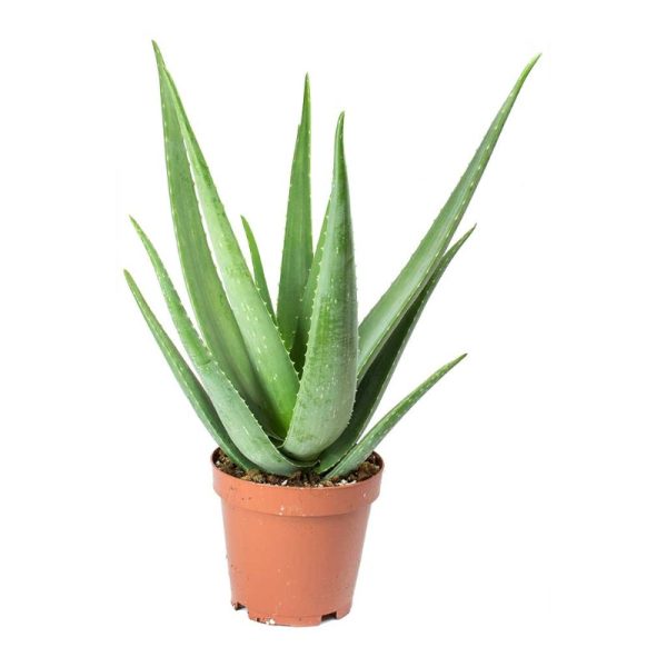 Aloe Vera Plant - Organic Plant