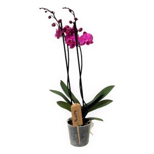 Purple Orchid Plant – Flowering Plant