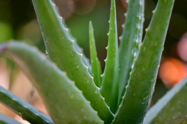 Aloe Vera Plant - Organic Plant - Image 3