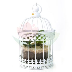 Arrangement -Succulent In White Birdcage