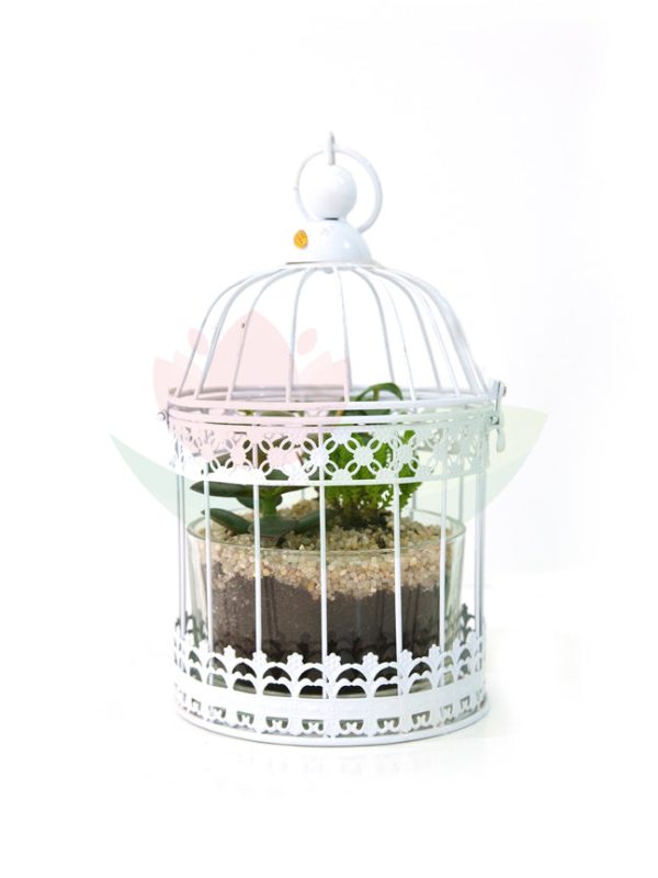 Arrangement -Succulent In White Birdcage