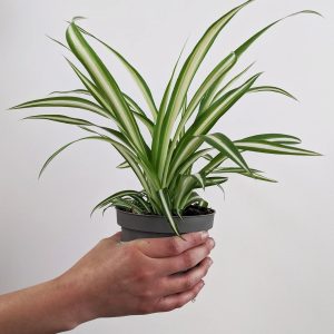 Chlorophytum – Spider Plant