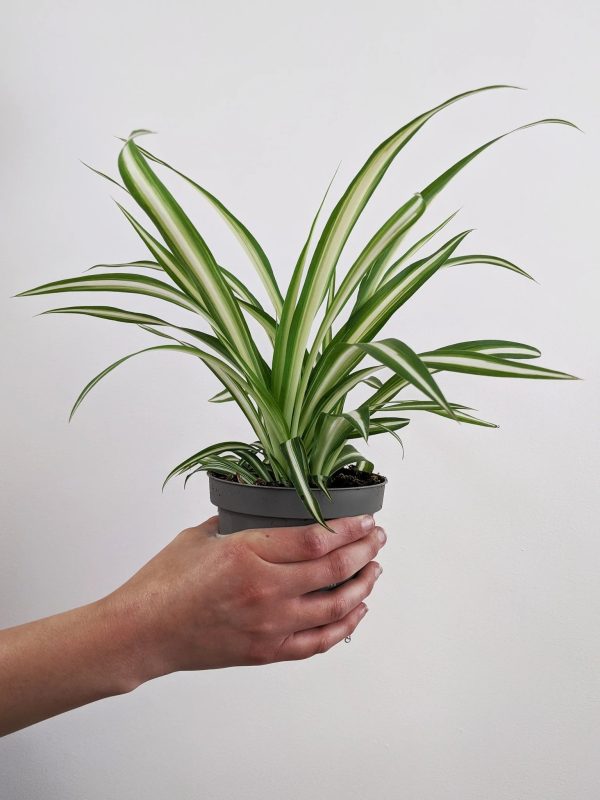 Chlorophytum - Spider Plant - Image 2